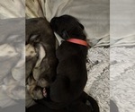 Small Photo #15 Great Dane Puppy For Sale in TEMECULA, CA, USA