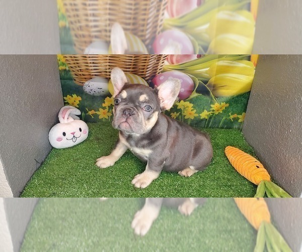 Medium Photo #2 French Bulldog Puppy For Sale in MARYVILLE, TN, USA