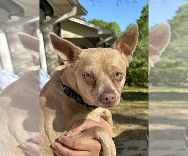 Medium Photo #14 Chihuahua Puppy For Sale in Garner, NC, USA