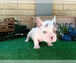 Small Photo #2 French Bulldog Puppy For Sale in CARTHAGE, TX, USA