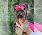 Small Photo #11 Yorkshire Terrier Puppy For Sale in PALO ALTO, CA, USA