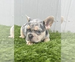 Small Photo #16 French Bulldog Puppy For Sale in ENGLEWOOD, CO, USA