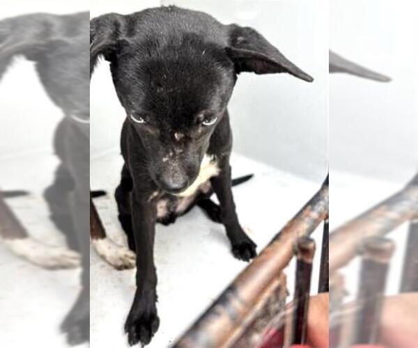 Medium Photo #1 Chihuahua Puppy For Sale in Houston, TX, USA