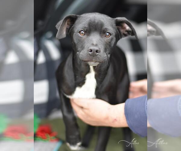 Medium Photo #9 Labrador Retriever-Unknown Mix Puppy For Sale in Brewster, NY, USA