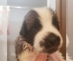 Small Photo #1 Saint Bernard Puppy For Sale in TULSA, OK, USA