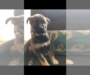 Alaskan Malamute-German Shepherd Dog Mix Puppy for sale in BALTIMORE, MD, USA