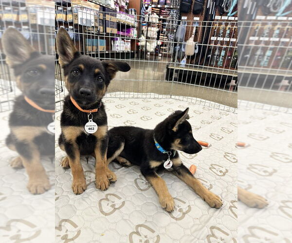 Medium Photo #1 German Shepherd Dog-Unknown Mix Puppy For Sale in West Sacramento, CA, USA