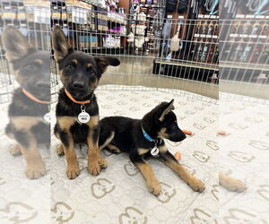 Medium German Shepherd Dog Mix
