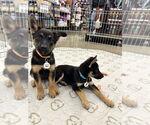 Small German Shepherd Dog Mix
