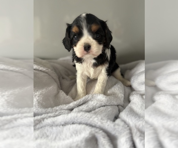 Medium Photo #4 Cavalier King Charles Spaniel Puppy For Sale in CENTRALIA, IL, USA