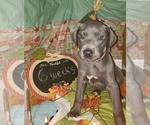 Small Photo #6 Great Dane Puppy For Sale in INDEPENDENCE, MO, USA