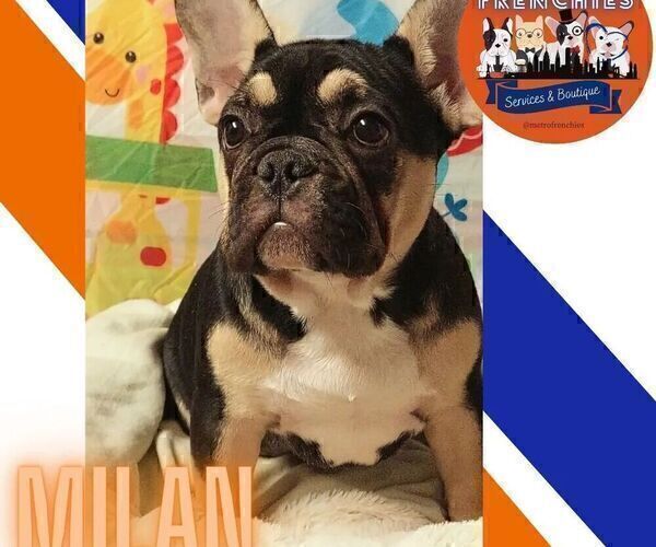 Medium Photo #5 French Bulldog Puppy For Sale in MANHATTAN, NY, USA