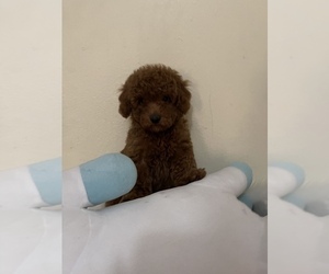 Poodle (Toy) Puppy for sale in TAMPA, FL, USA