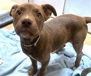 Mutt Dogs for adoption in Martinez, CA, USA