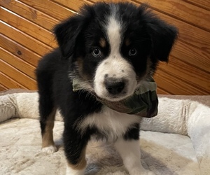 Australian Shepherd Puppy for sale in EXETER, MO, USA