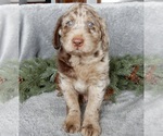 Small #6 Labradoodle