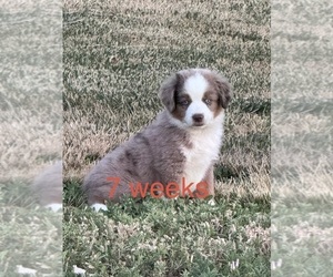 Australian Shepherd Puppy for sale in LOMA, CO, USA