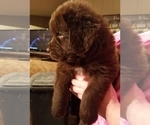Small Photo #6 Newfoundland Puppy For Sale in SHELTON, WA, USA