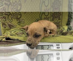 Mutt Dogs for adoption in HESPERIA, CA, USA