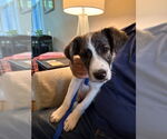 Small #1 Labrador Retriever Mix