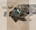 Small #6 Irish Wolfhound