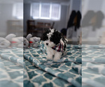 Small Photo #3 Maltipoo Puppy For Sale in AURORA, IL, USA