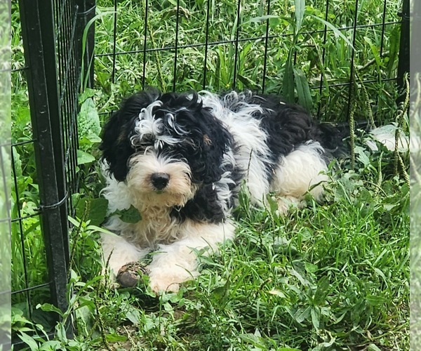Medium Photo #4 Bernedoodle (Miniature) Puppy For Sale in MARION CENTER, PA, USA
