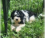 Small #3 Bernedoodle (Miniature)