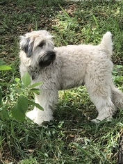 Mother of the Soft Coated Wheaten Terrier puppies born on 01/05/2019