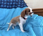 Small #1 Cavalier King Charles Spaniel