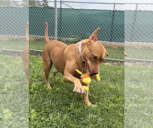 Gwaltney - Female Mutt Dog for Adoption - Photo #3