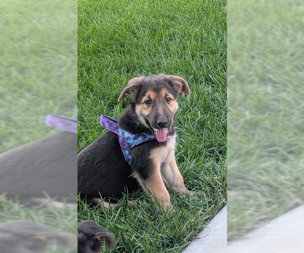 Medium Photo #1 German Shepherd Dog-Unknown Mix Puppy For Sale in MIDWAY, UT, USA