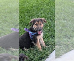 German Shepherd Dog-Unknown Mix Dogs for adoption in MIDWAY, UT, USA