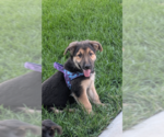 Small German Shepherd Dog Mix