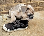 Small #2 French Bulldog