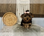 Molly - Female Yorkshire Terrier Puppy for Sale - Photo #5
