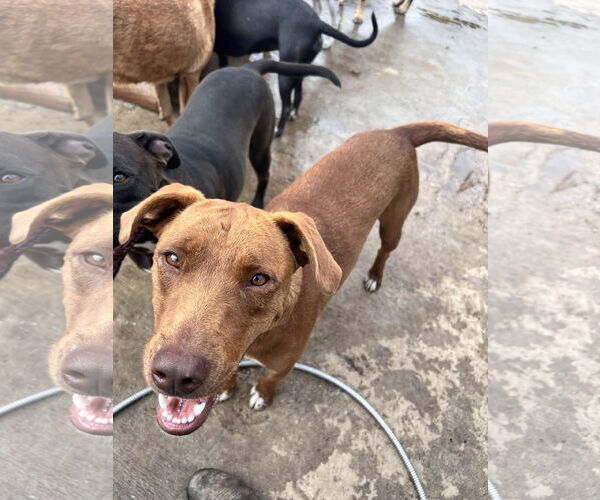 Medium Photo #1 Boxador Puppy For Sale in Tracy City, TN, USA