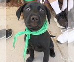 Small #4 Labrador Retriever Mix