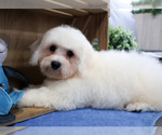 Small Photo #3 Bichon Frise Puppy For Sale in SYRACUSE, IN, USA