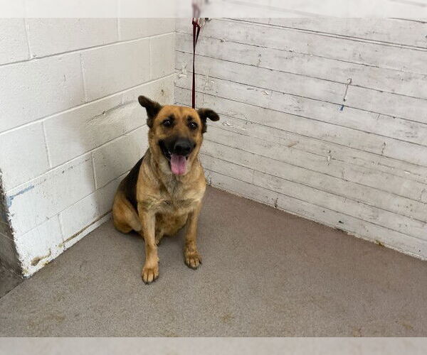 Medium Photo #1 German Shepherd Dog-Unknown Mix Puppy For Sale in San Bernardino, CA, USA