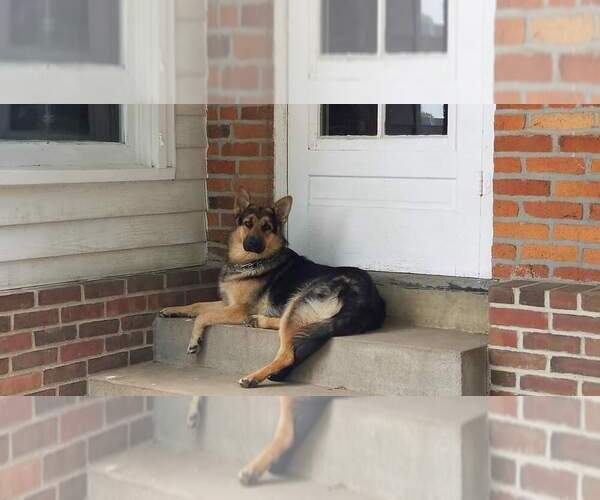 Medium Photo #1 German Shepherd Dog Puppy For Sale in PICKERINGTON, OH, USA