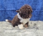 Small Photo #13 Aussiedoodle Miniature  Puppy For Sale in BLAKESBURG, IA, USA