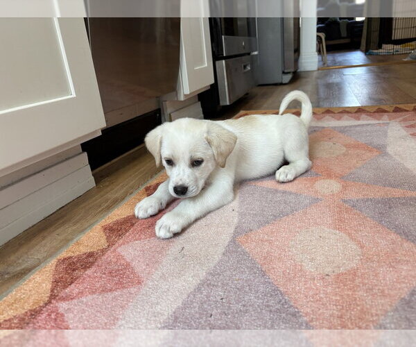 Medium Photo #2 Golden Pyrenees Puppy For Sale in Brooklyn, NY, USA