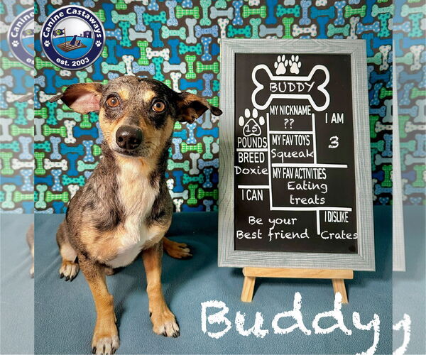 Medium Photo #1 Dachshund-Unknown Mix Puppy For Sale in Arcadia, FL, USA