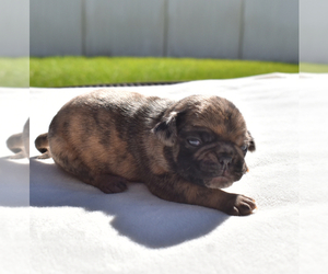 Pug Puppy for sale in PALM COAST, FL, USA