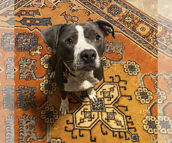 Medium Photo #8 American Pit Bull Terrier-Unknown Mix Puppy For Sale in Spring Lake, NC, USA