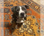 Small #7 American Pit Bull Terrier Mix