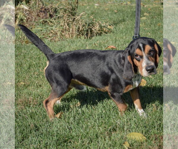 Medium Photo #3 Bagle Hound Puppy For Sale in Huntley, IL, USA