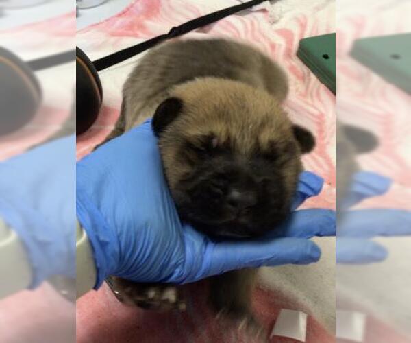 Medium Photo #1 German Shepherd Dog-Unknown Mix Puppy For Sale in Riverside, CA, USA