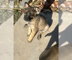 Belgian Malinois Puppy for sale in LOMA LINDA, CA, USA